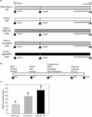 Brain-Derived Neurotrophic Factor Is an Important Therapeutic Factor in Mesenchymal Stem Cell Secretions for Treatment of Traumatic Peripheral Pelvic Injuries